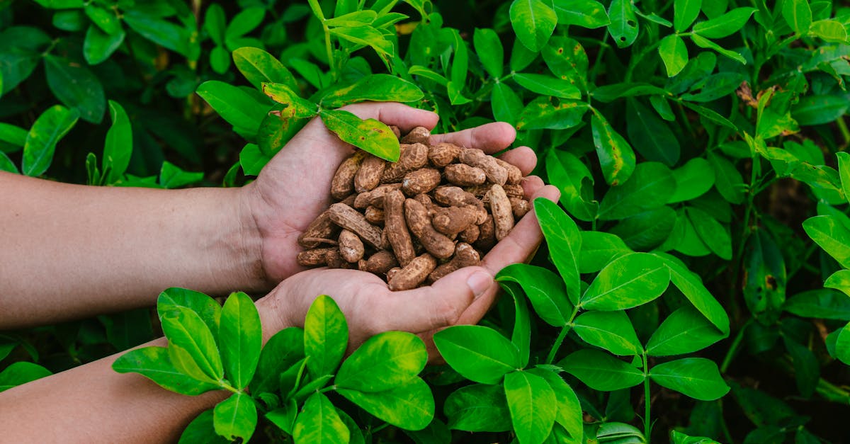 découvrez comment les territoires durables façonnent un avenir respectueux de l'environnement. explorez les initiatives innovantes, les pratiques écologiques et les communautés engagées vers un développement responsable qui préserve la biodiversité et améliore la qualité de vie.
