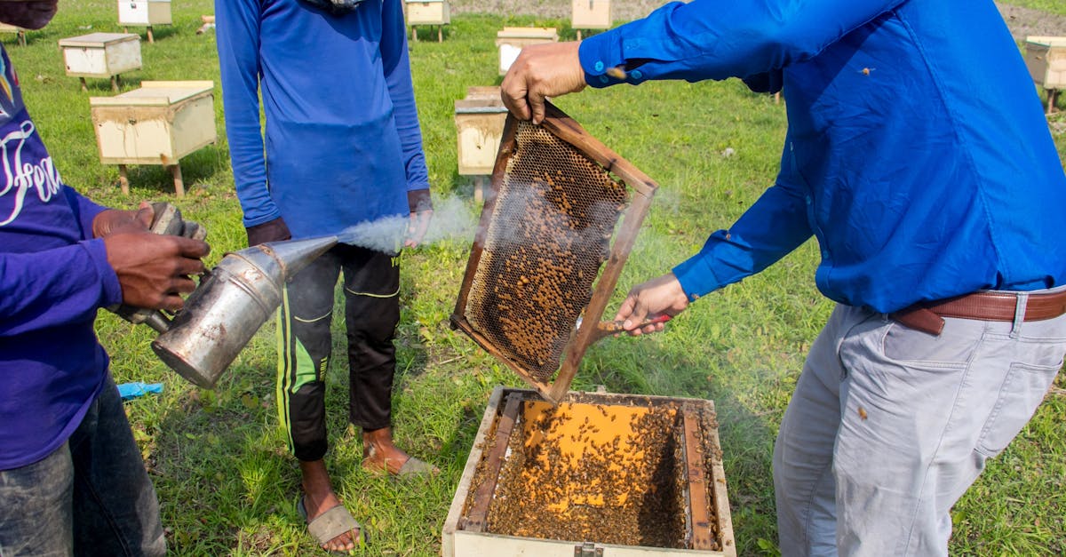 découvrez une vision durable qui allie protection de l'environnement et innovation. explorez comment nos initiatives écoresponsables peuvent transformer l'avenir tout en favorisant un développement harmonieux.