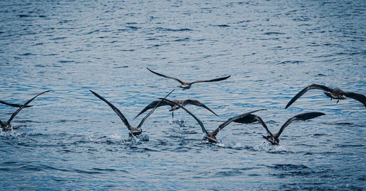 découvrez le mouvement écologique, ses principes, ses actions pour protéger l’environnement et ses initiatives visant à promouvoir un avenir durable et respectueux de la planète.