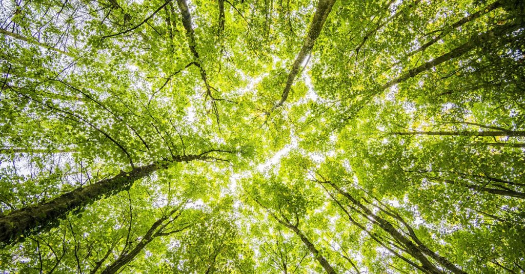 découvrez les enjeux majeurs de l’environnement, les défis actuels et les solutions pour protéger la planète. informations et conseils pour adopter un mode de vie écoresponsable.