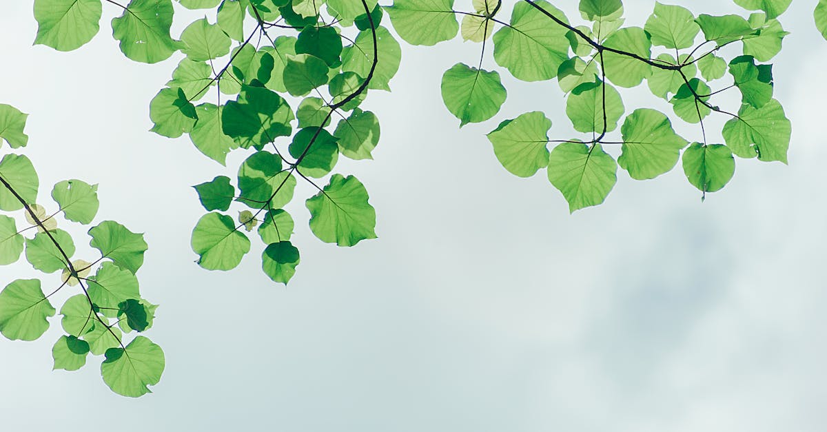 découvrez les dernières actualités, conseils et ressources sur l’environnement : protection de la nature, développement durable, écologie et solutions pour préserver notre planète.
