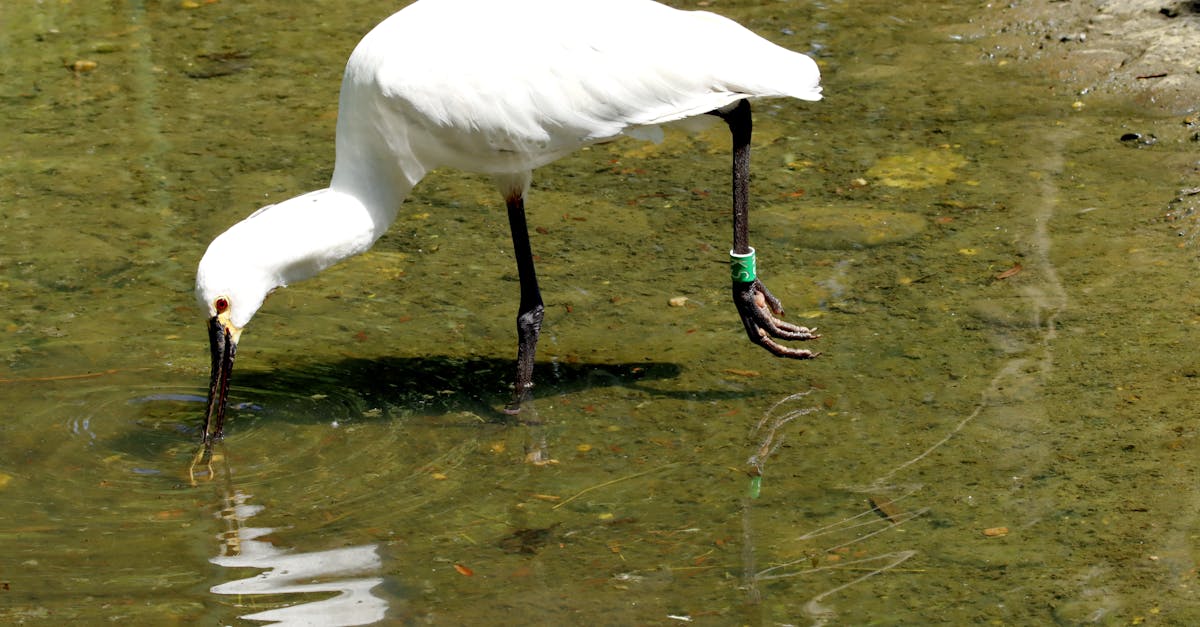découvrez l'importance de la protection de l'habitat pour préserver la biodiversité et garantir un environnement sain. conseils, actualités et solutions pour protéger notre planète.