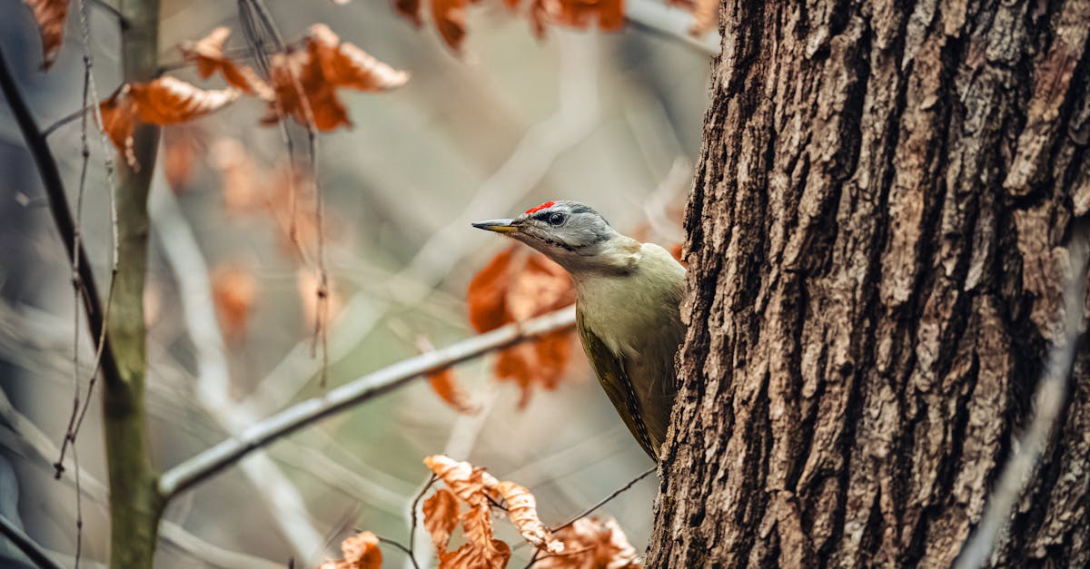 découvrez comment protéger votre habitat grâce à des conseils pratiques, des solutions écologiques et des actions simples pour préserver votre environnement et assurer un avenir durable.