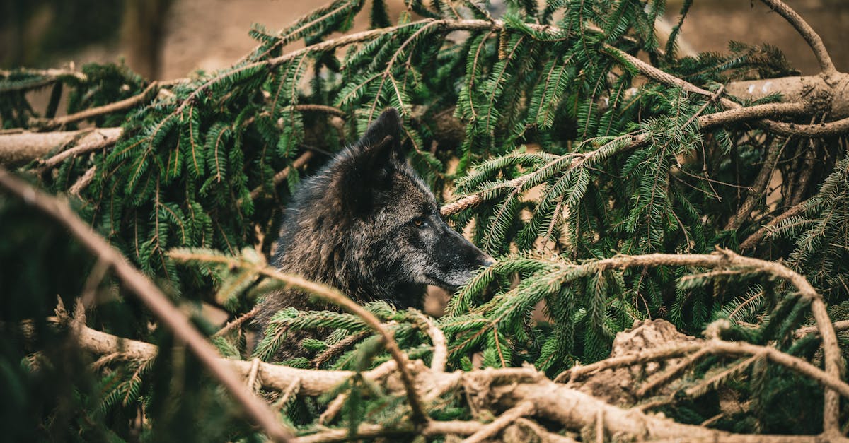 découvrez l'importance de la protection de l'habitat pour préserver la biodiversité et assurer un environnement sain. informez-vous sur les actions et les solutions pour protéger la faune, la flore et les écosystèmes.