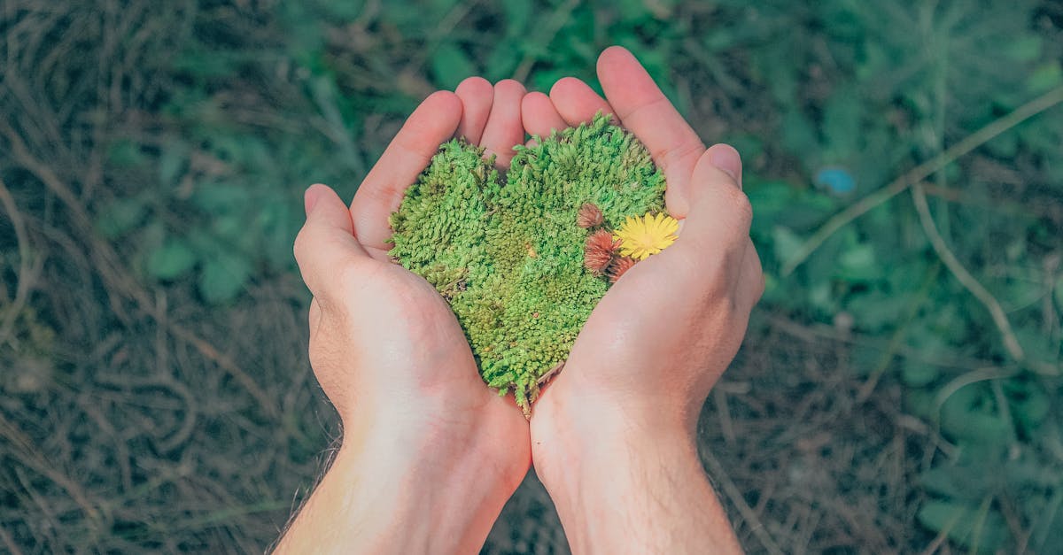 découvrez des solutions et conseils pour adopter un mode de vie durable, respectueux de l'environnement et bénéfique pour la planète au quotidien.