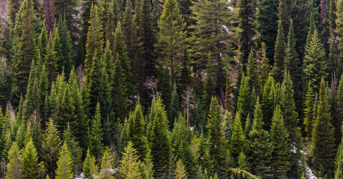 découvrez les pratiques de gestion durable des forêts pour préserver la biodiversité, lutter contre le changement climatique et garantir des ressources naturelles renouvelables aux générations futures.