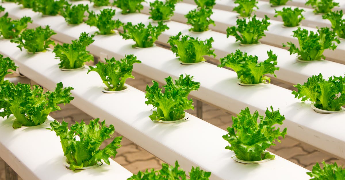 découvrez les dernières innovations durables qui transforment notre monde : technologies, solutions écologiques et initiatives responsables pour un futur plus vert.