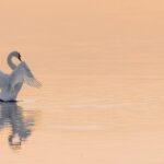 découvrez des conseils pratiques et des stratégies efficaces pour économiser l'eau au quotidien et préserver cette ressource précieuse.