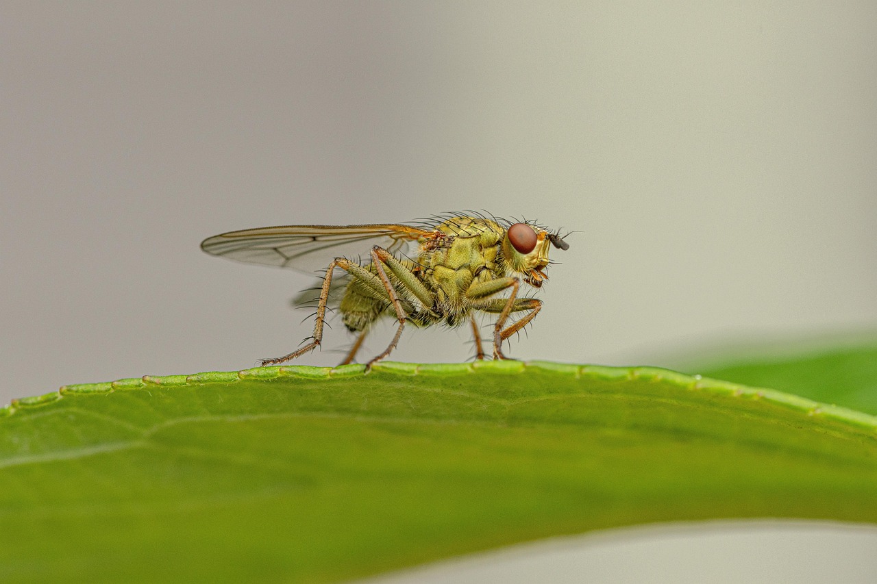 d&eacute;couvrez l'importance de la biodiversit&eacute;, son r&ocirc;le essentiel dans l'&eacute;quilibre des &eacute;cosyst&egrave;mes et les actions pour la pr&eacute;server.